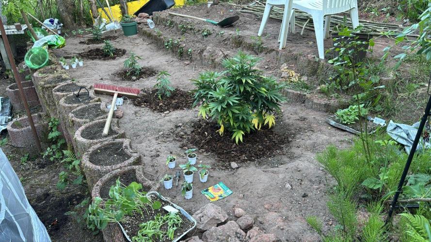 Outdoor 2025 - 6 Plants - JF 420. Week 0 - Vorne - Hinten WW, CC, ICC
Off Foto im Air Pot AP