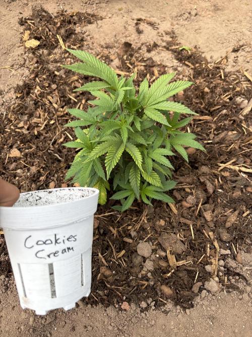 Outdoor 2025 - 6 Plants - JF 420. Week 0
