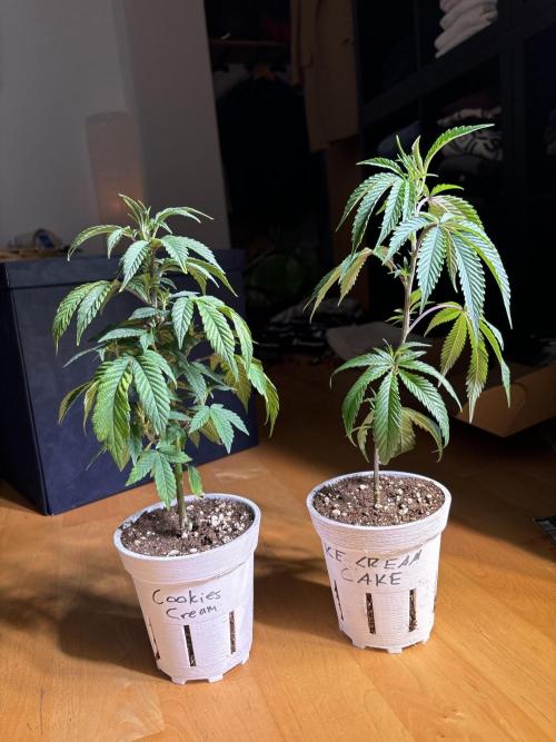 Outdoor 2025 - 6 Plants - JF 420. Week 0