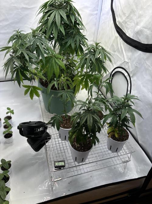 Outdoor 2025 - 6 Plants - JF 420. Week 0 - San Ligt Evo 1.5 3 230 Watt war glaube ich drinnen