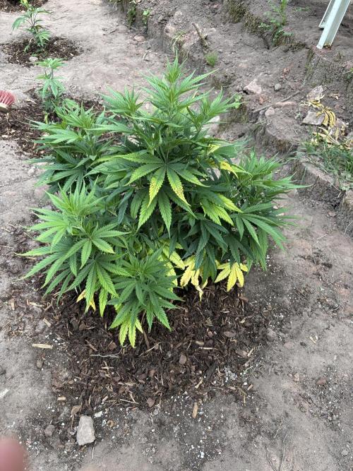 Outdoor 2025 - 6 Plants - JF 420. Week 0 - WW, war am Ende größter Ertrag gesamt, Geschmack Pfirsich.. ;)