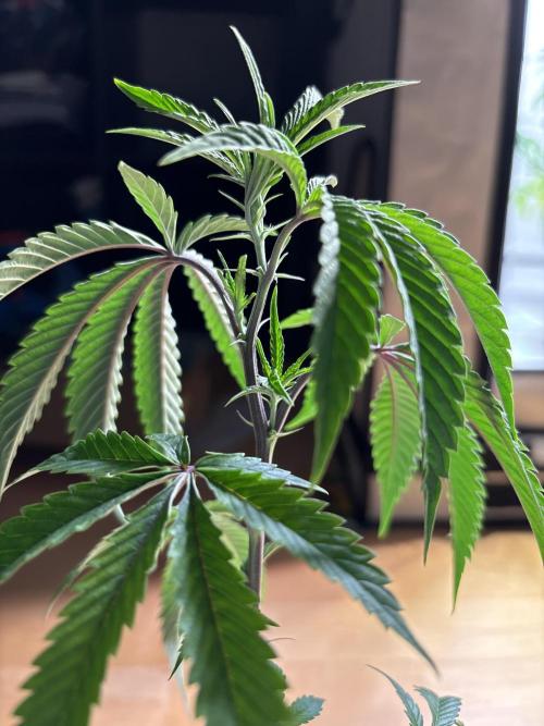Outdoor 2025 - 6 Plants - JF 420. Week 0