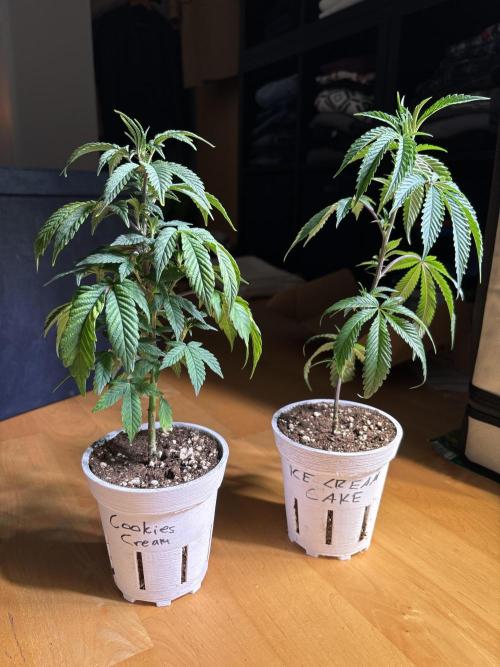 Outdoor 2025 - 6 Plants - JF 420. Week 0 - etwas durstig :(