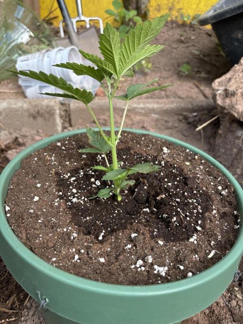 Outdoor 2025 - 6 Plants - JF 420. Week 0