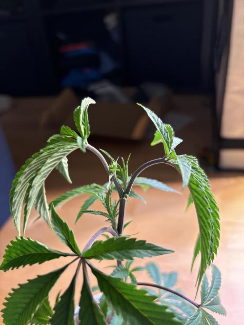 Outdoor 2025 - 6 Plants - JF 420. Week 0