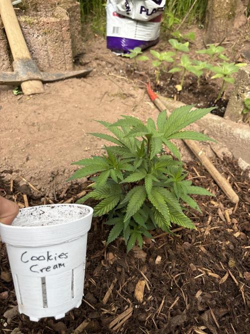 Outdoor 2025 - 6 Plants - JF 420. Week 0 - Schöne Sorte, ganz guter Geschmack, gute Wirkung
