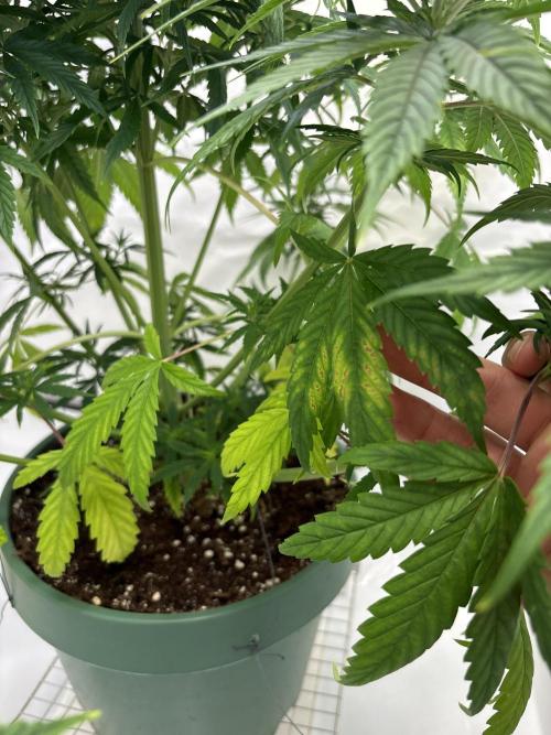 Outdoor 2025 - 6 Plants - JF 420. Week 0