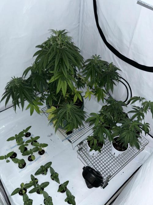 Outdoor 2025 - 6 Plants - JF 420. Week 0