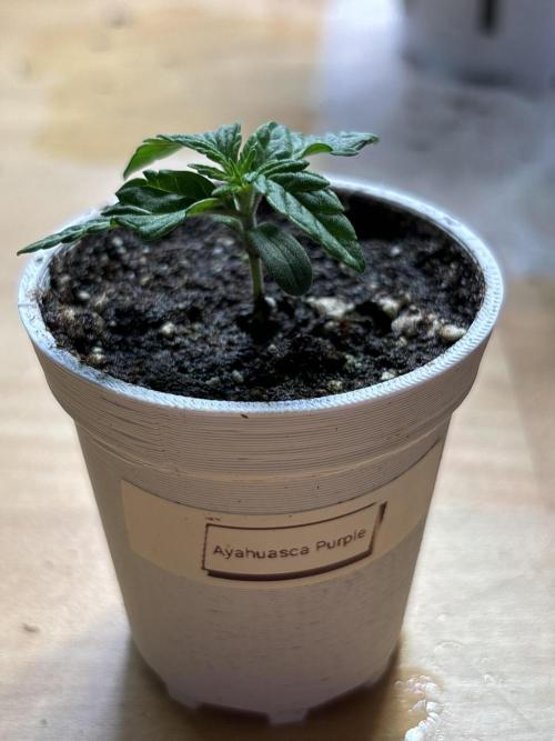 Outdoor 2025 - 6 Plants - JF 420. Week 0 - AP vom Samen zum Riesen