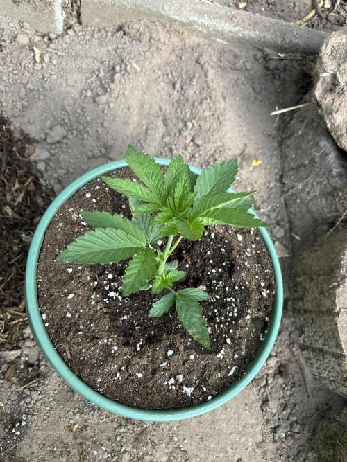 Outdoor 2025 - 6 Plants - JF 420. Week 0 - Ich glaube das war die AP dann draußen