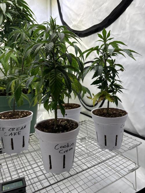 Outdoor 2025 - 6 Plants - JF 420. Week 0 - ICC &. CC