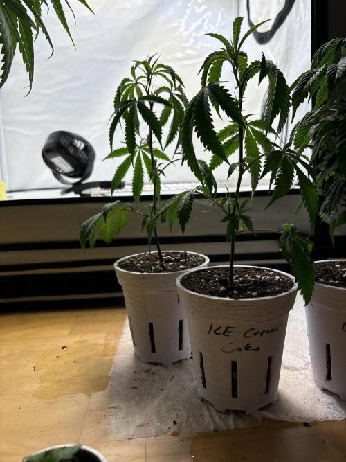 Outdoor 2025 - 6 Plants - JF 420. Week 0