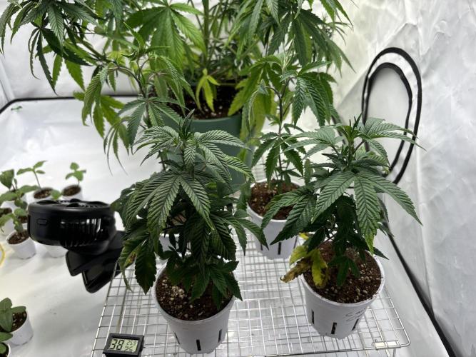 Outdoor 2025 - 6 Plants - JF 420. Week 0