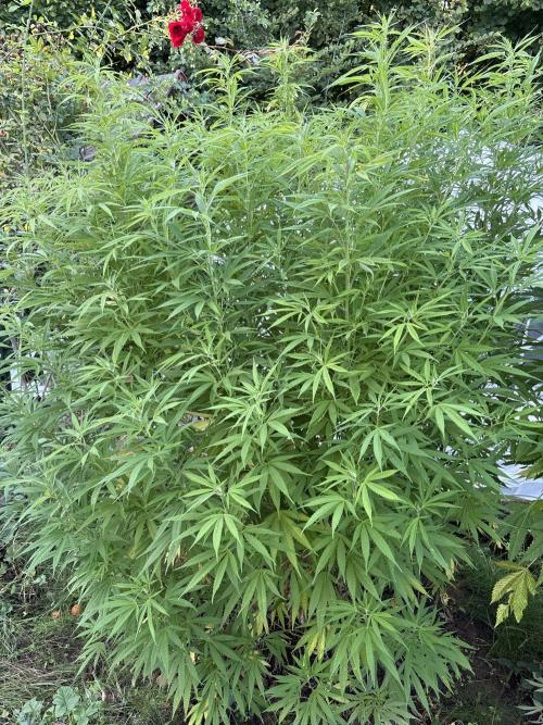 Outdoor 2025 - 6 Plants - JF 420. Week 9 - WW