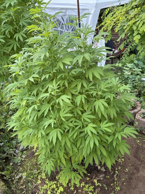 Outdoor 2025 - 6 Plants - JF 420. Week 9 - ICC