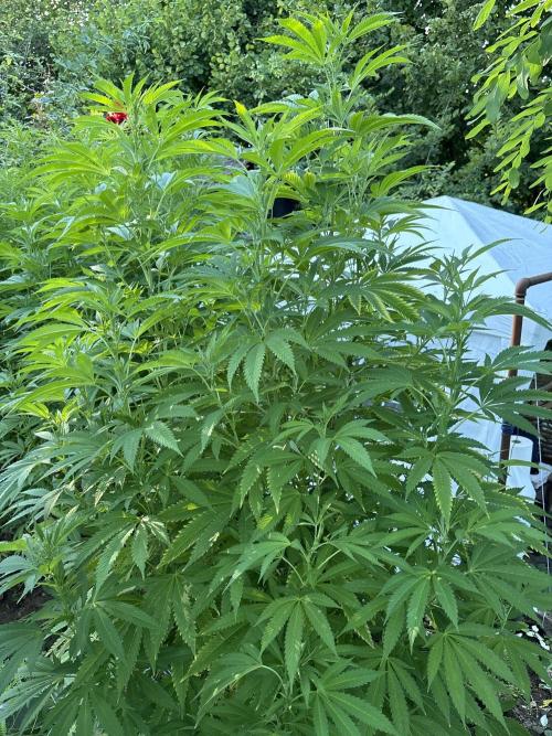 Outdoor 2025 - 6 Plants - JF 420. Week 9 - CC