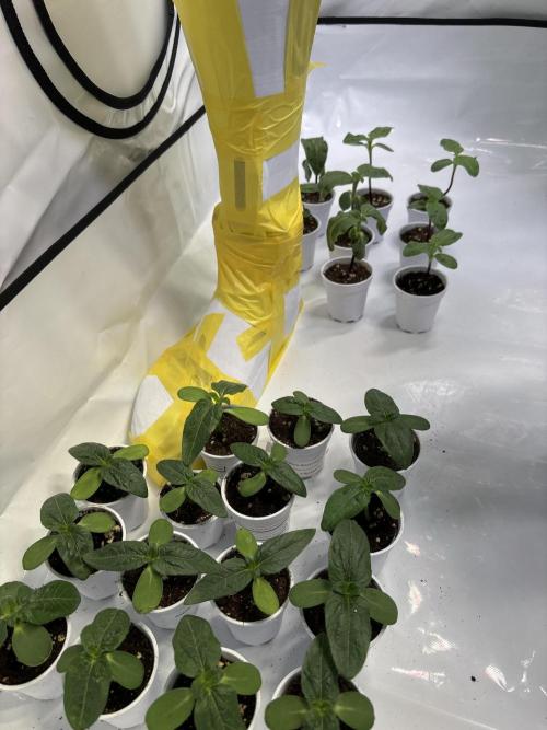 Outdoor 2025 - 6 Plants - JF 420. Week 9