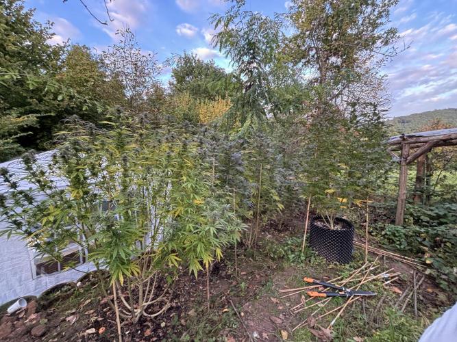 Outdoor 2025 - 6 Plants - JF 420. Week 9