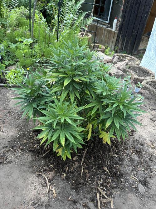 Outdoor 2025 - 6 Plants - JF 420. Week 9