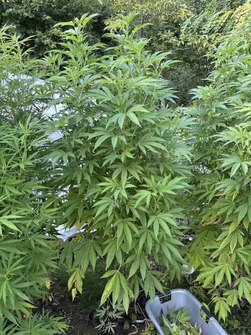 Outdoor 2025 - 6 Plants - JF 420. Week 9 - Links WW und CC