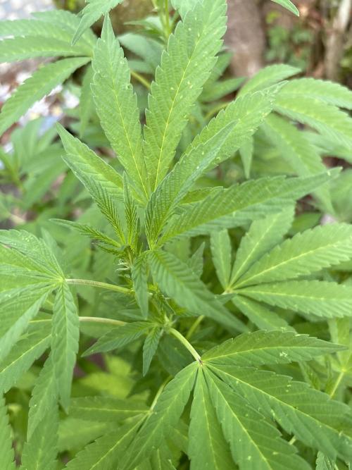 Outdoor 2025 - 6 Plants - JF 420. Week 9
