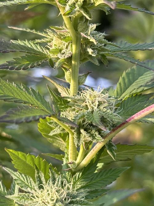 Outdoor 2025 - 6 Plants - JF 420. Week 9