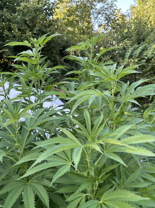 Outdoor 2025 - 6 Plants - JF 420. Week 9