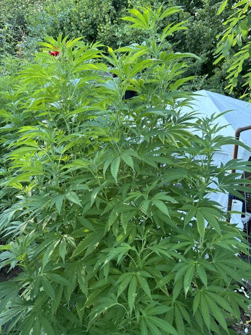Outdoor 2025 - 6 Plants - JF 420. Week 9