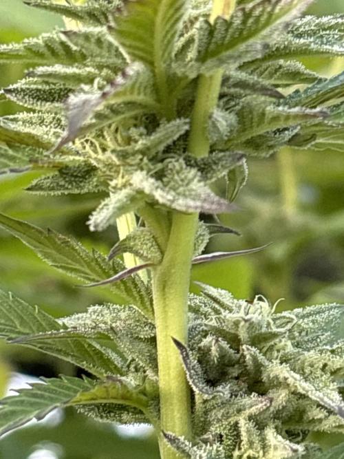 Outdoor 2025 - 6 Plants - JF 420. Week 9