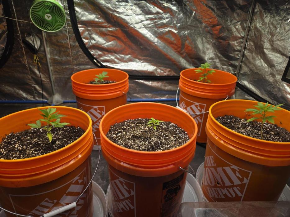 Flipps grow. Week 0 - One that might be a waste of time.Started at the same time. May pull her 1 week.