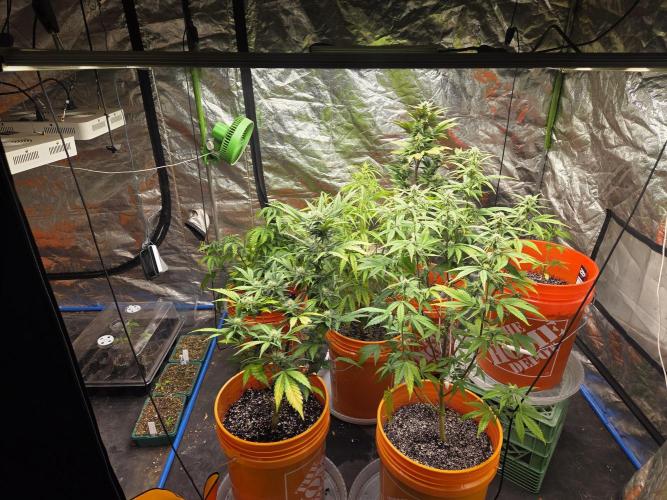 Flipps grow. Week 3 - Overall, so-so. Smells fantastic, half are flowering heavily, while some haven't