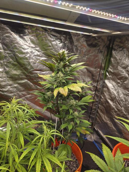 Flipps grow. Week 3 - Looks great! Thiicccc stems