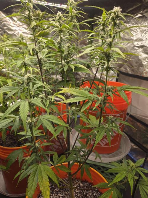 Flipps grow. Week 3 - Skinny gal. She needs to start filling out!