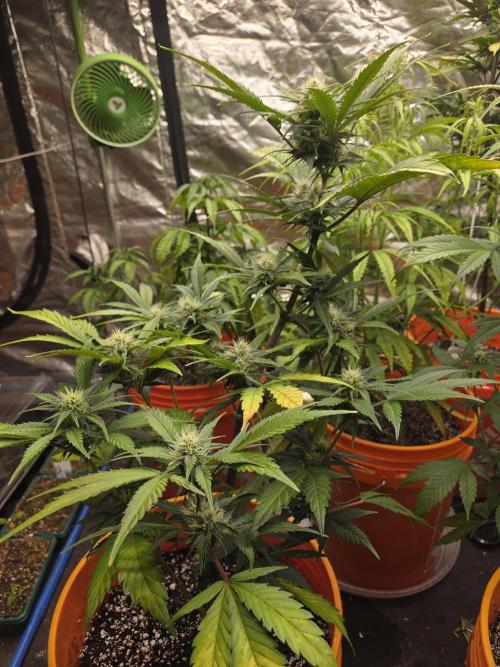 Flipps grow. Week 3 - Super sticky!
