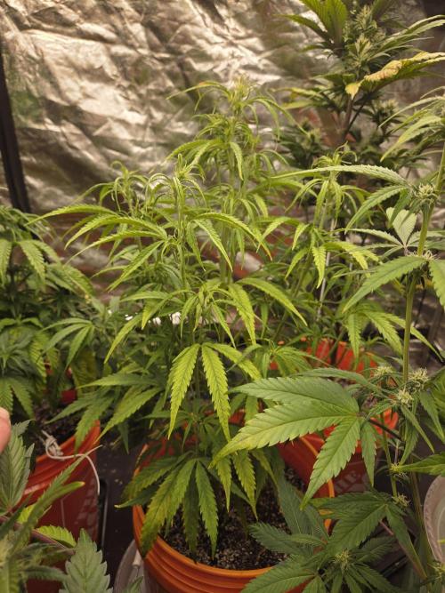 Flipps grow. Week 3 - Some are much slower than others. Wondering if im just wasting time.
