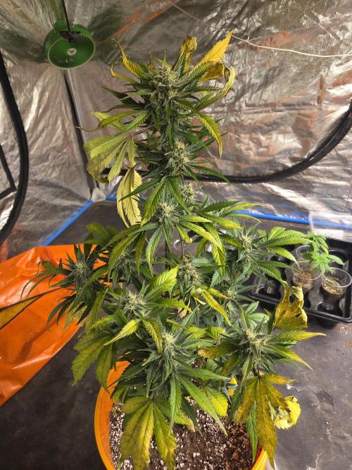 Flipps grow. Week 6 - She done. From a mix pack, wish I could name her. She sure is pretty tho.