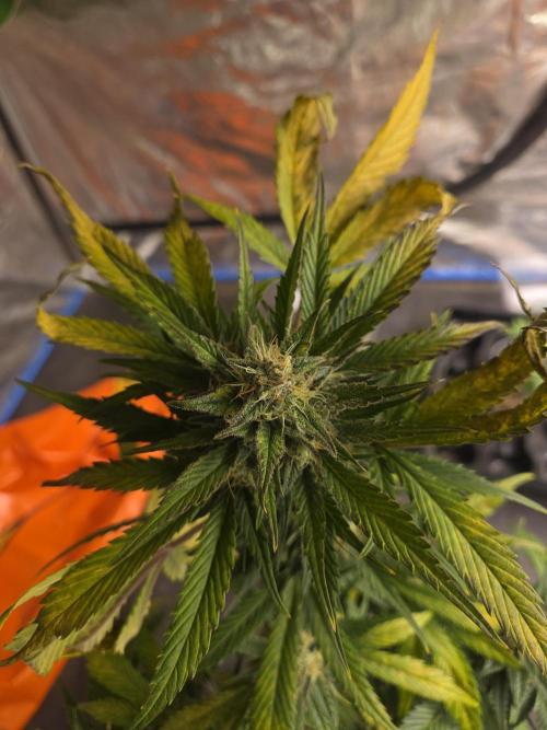 Flipps grow. Week 6 - Time to cut her down and give her a little fan leaf clearing, to dry.