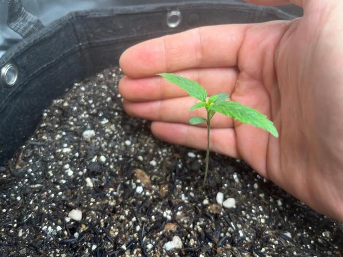 First Indoor Run. Week 1 - Afghan #1
