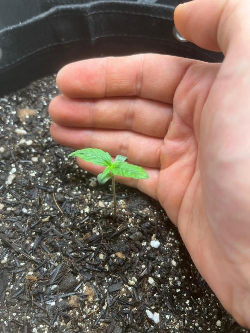 First Indoor Run. Week 1 - Afghan #2