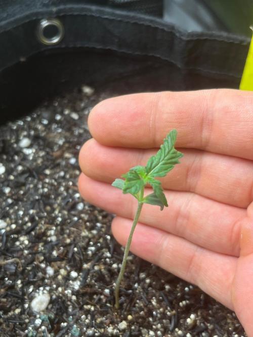 First Indoor Run. Week 1 - Skunk #1 #1 She seems to be growing just fine. Hope that doesn't stress her.