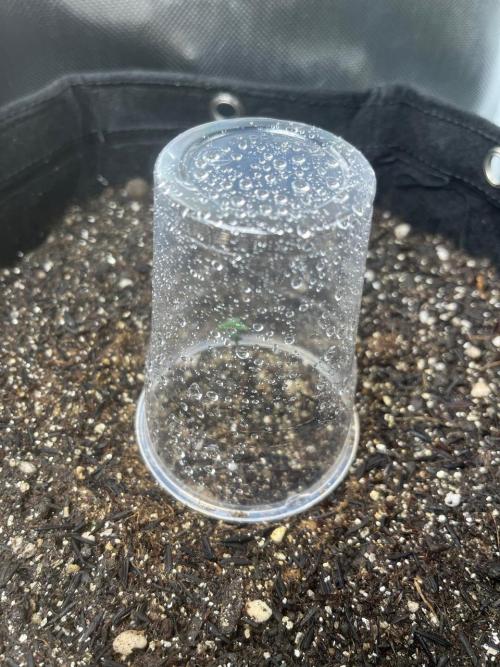 First Indoor Run. Week 1 - Skunk #1 #2
Another problem with the starting seed. died with no aparent reason