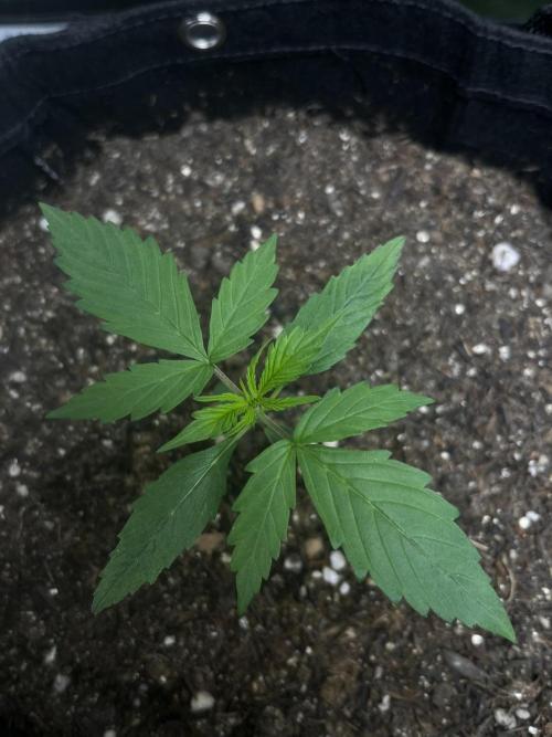 First Indoor Run. Week 2 - Afghan #1
