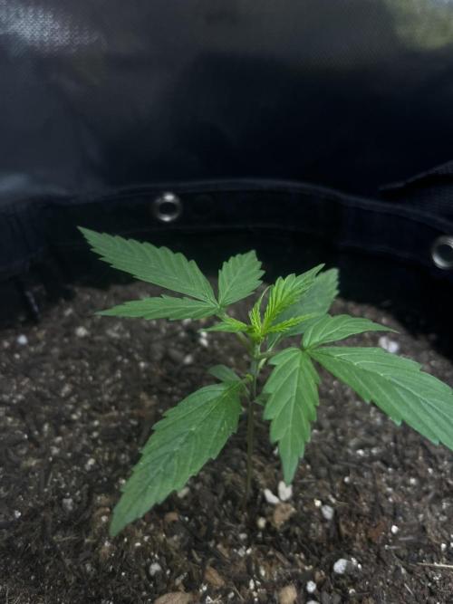 First Indoor Run. Week 2 - Afghan #1