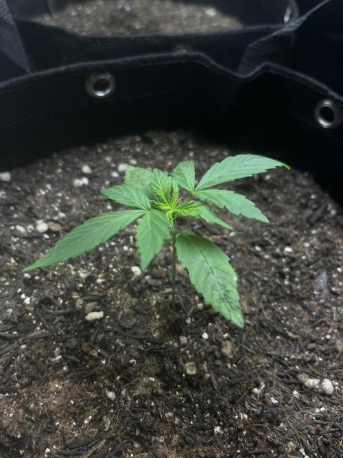First Indoor Run. Week 2 - Afghan #2