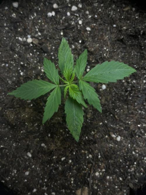 First Indoor Run. Week 2 - Afghan #2