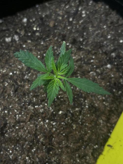 First Indoor Run. Week 2 - Skunk #1 #1