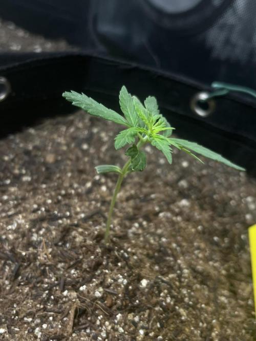 First Indoor Run. Week 2 - Skunk #1 #1