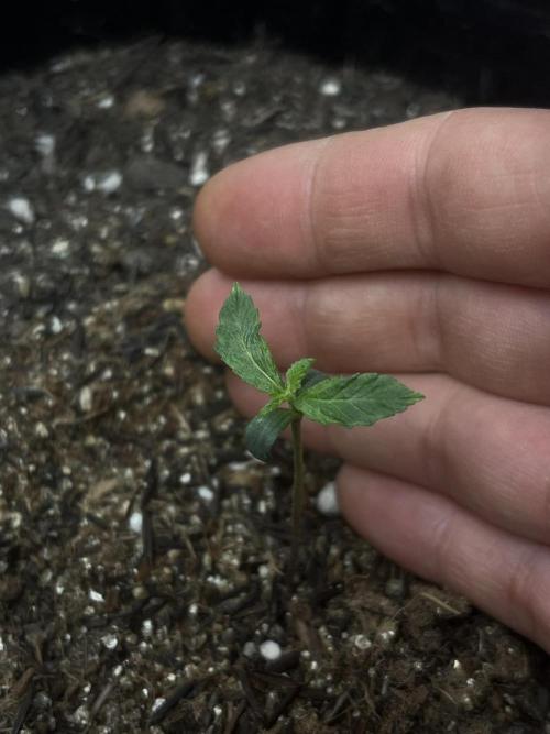 First Indoor Run. Week 2 - Skunk #1 #2 (9 days old)
