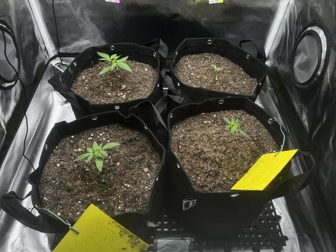First Indoor Run. Week 2 - Grow overview