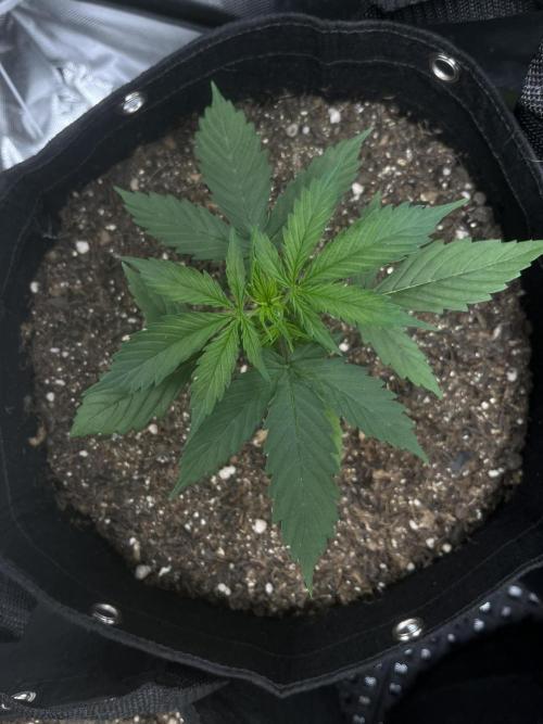First Indoor Run. Week 3 - Afghan #1: 21 days